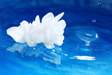 Image showing Flower on the water