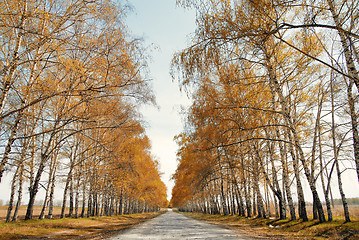 Image showing Road to the autumn