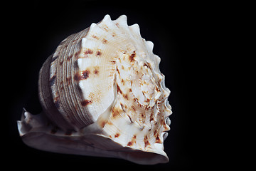 Image showing Seashell