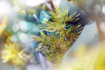 Image showing Fir needles