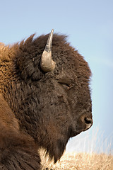 Image showing bison sleeping