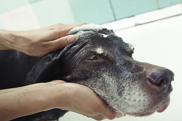 Image showing Washing dog