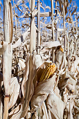 Image showing dried corn crop