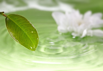 Image showing Leaf and water