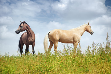 Image showing Horses