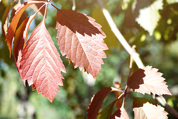 Image showing Autumn leaves