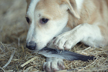 Image showing Young dog eating