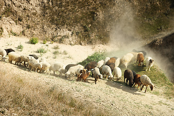 Image showing Sheep