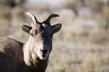 Image showing bighorn sheep