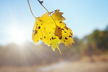 Image showing Autumn leaf