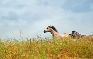 Image showing Running horses