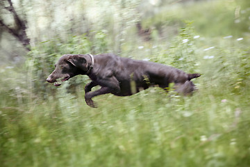 Image showing Jumping dog