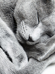 Image showing Sleeping cat