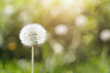 Image showing Dandelion