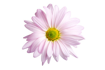 Image showing daisy isolated