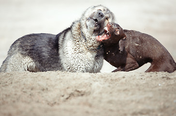 Image showing Dog fight