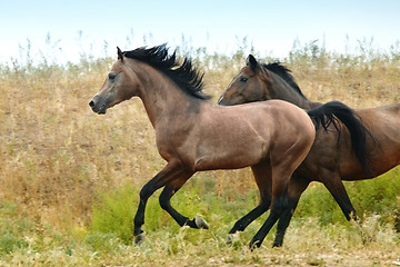 Image showing Running horses