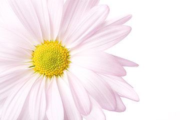Image showing daisy high-key isolated