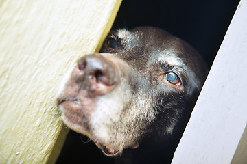 Image showing Dog in captivity