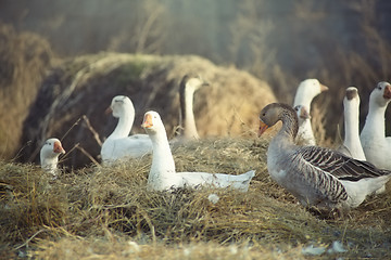 Image showing Wild ducks