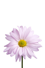 Image showing daisy isolated