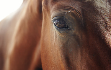 Image showing Horse