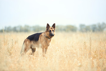 Image showing German sheepdog