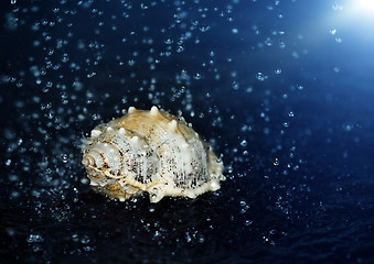 Image showing Seashell under the water