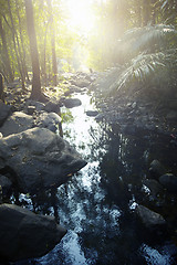 Image showing River in the jungle