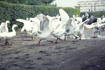 Image showing Geese running