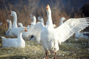 Image showing Geese