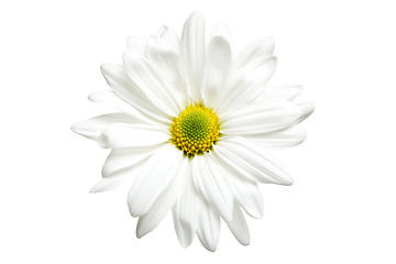 Image showing white daisy isolated