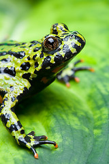 Image showing frog on a leaf