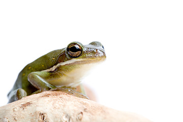 Image showing tree frog