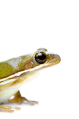 Image showing green tree frog