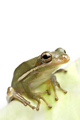 Image showing frog closeup on leaf