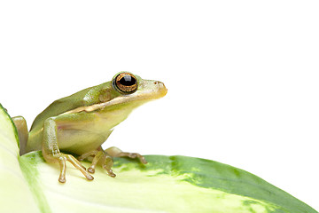 Image showing green tree frog
