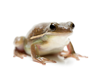 Image showing frog