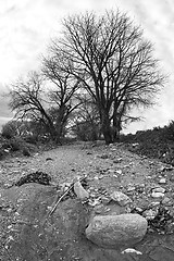 Image showing dry riverbed bw