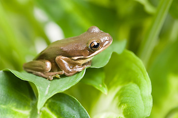 Image showing frog on leaves