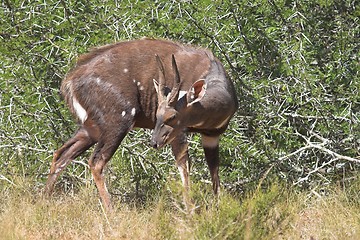 Image showing bush buck