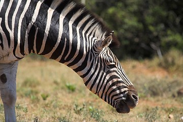 Image showing zebra