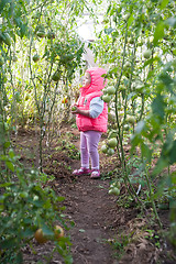 Image showing Lovely girl in hothouse with tomato plants