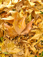 Image showing Falling leaves