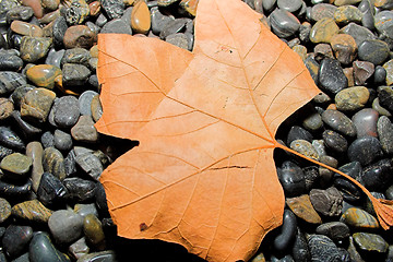 Image showing orange on black