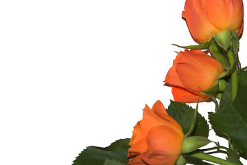 Image showing orange rose border