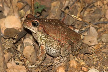 Image showing camo frog