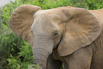 Image showing elephant