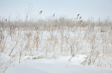 Image showing Winter steppe