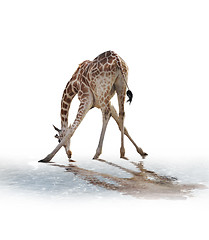 Image showing  Giraffe Drinking Water